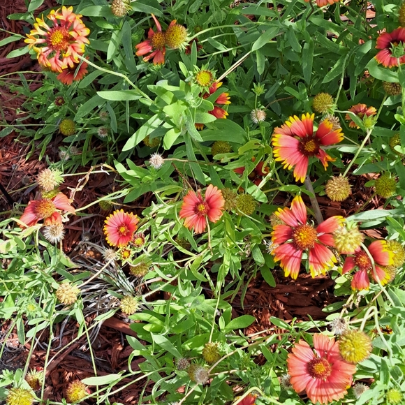 FREE GIFT Seeds with Purchase! - Picture 5 of 11